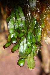 Hymenophyllum armstrongii. Sori with entire indusial flaps, each with a dark brown border.  
 Image: L.R. Perrie © Leon Perrie 2011 CC BY-NC 3.0 NZ